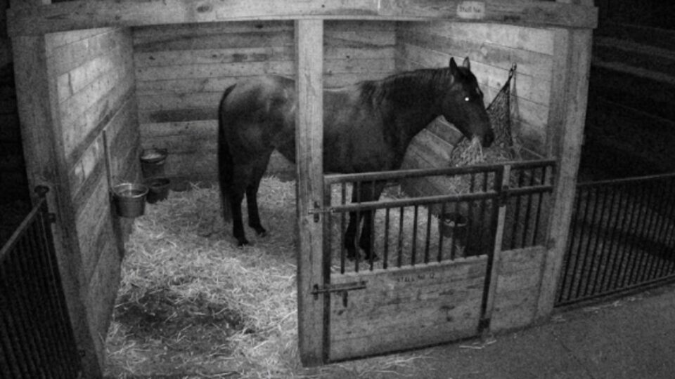 Night-vision barn camera view of a horse in its stall eating hay