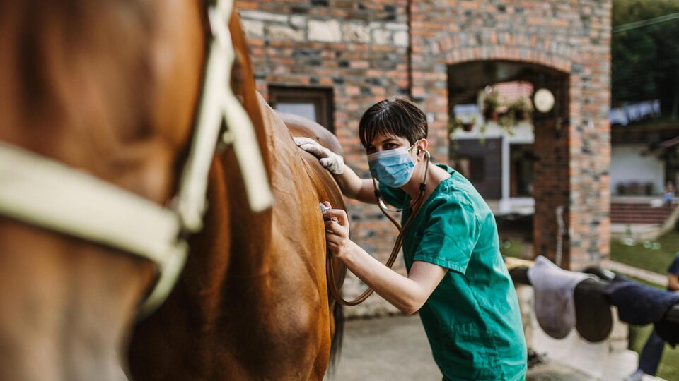 Veterinarian examining a horse with a stethoscope at the barn