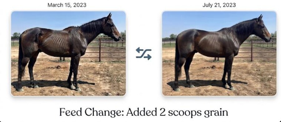 Side-by-side photo comparison of a horse's condition before and after a feed change